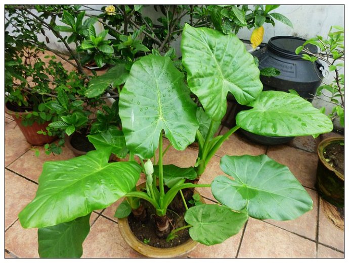 揭开装修关于甲醛的秘密,新家装修甲醛真那么可怕吗