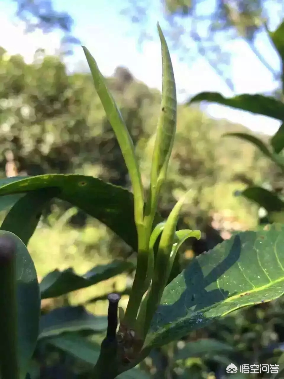 台地茶和高山茶有什么不同,山地茶和台地茶的区别