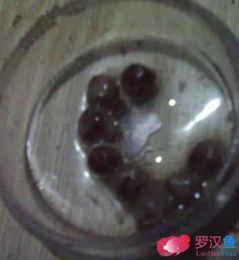 罗汉鱼常备用药,罗汉鱼药饵用什么药好