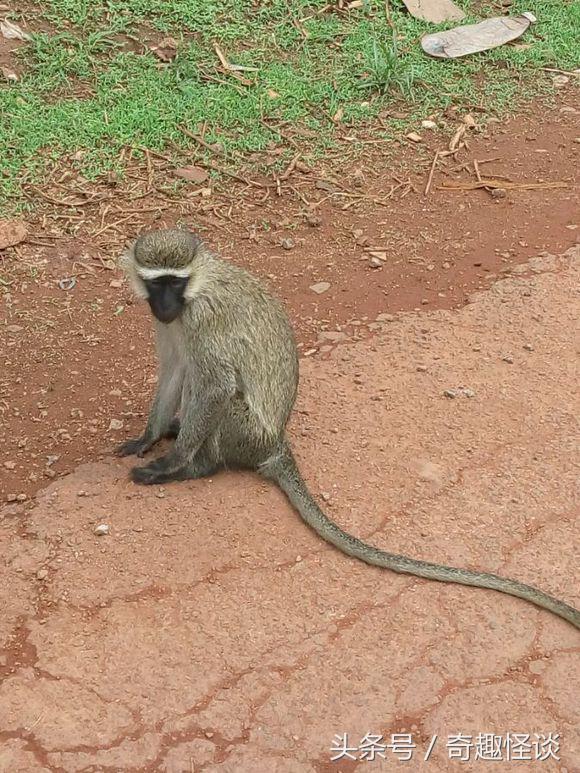 我在非洲工作的日子，给大家介绍下非洲的风土人情