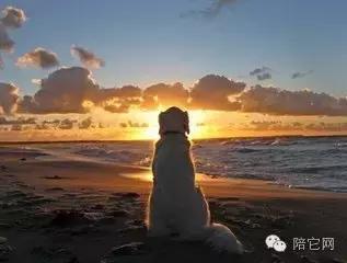 为什么狗遇到凶残的狗都要害怕,为什么狗对食物没有控制