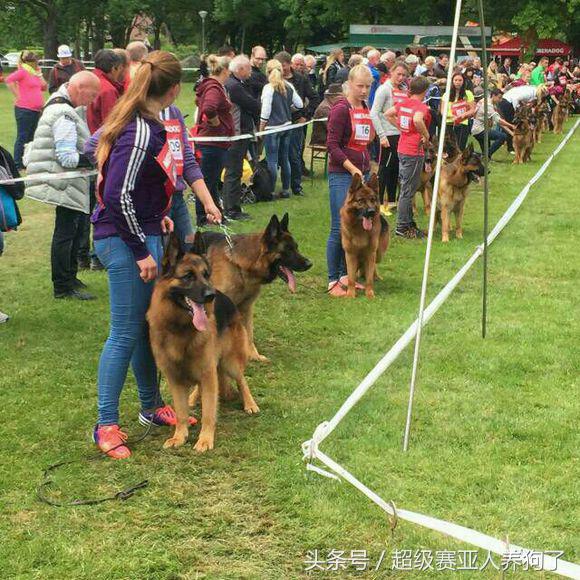 2017年德国牧羊犬犬展,sv德国牧羊犬本部展