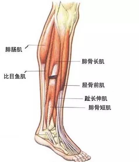 身上的肉比较松怎么变硬,身上的肉很软很松应该怎么办