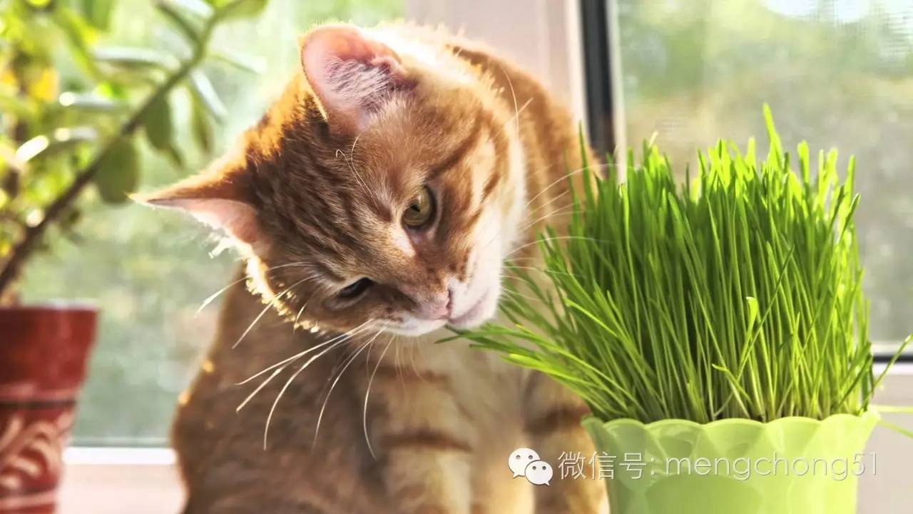 对猫咪有毒的植物有哪些？猫咪误食毒性植物怎么办？