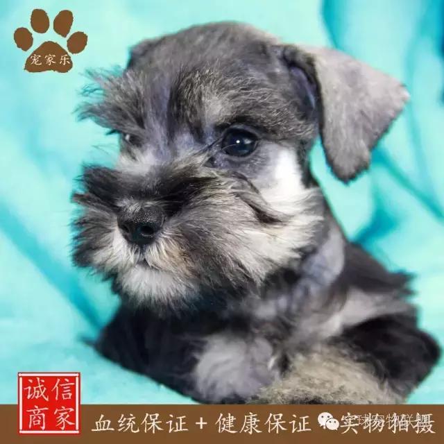 狗狗的常见疾病及日常护理知识大全铲屎官们的福利