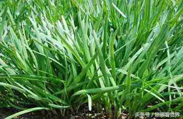 天水武山韭菜特产,天水市武山韭菜