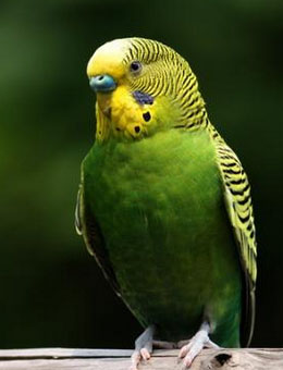 怎么样才能分辨鹦鹉是什么鹦鹉,怎么区分鹦鹉杂毛