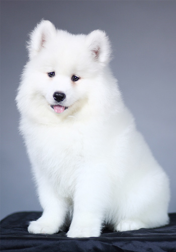 萨摩耶怎么养新手指南,萨摩耶怎么养最好