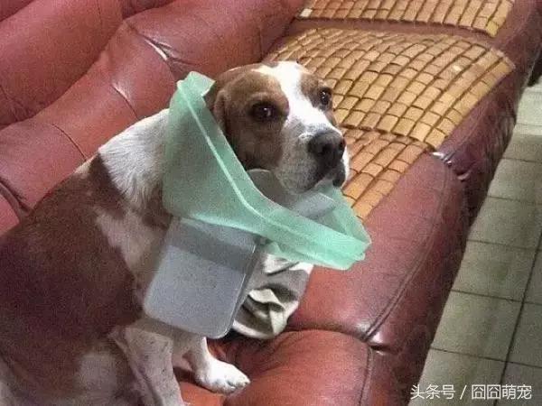 炖狗肉怎么做又香又好吃的视频,炖狗肉放什么料最好吃