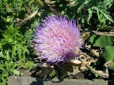 皮肤颗粒感很强很粗糙是什么原因,皮肤粗糙发黑是什么原因引起的