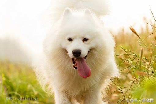 萨摩耶犬训练营,萨摩耶训练保护主人