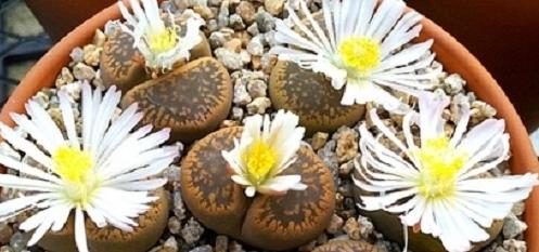 如何让多肉养好根,多肉植物过冬篇掌握好几点小技巧