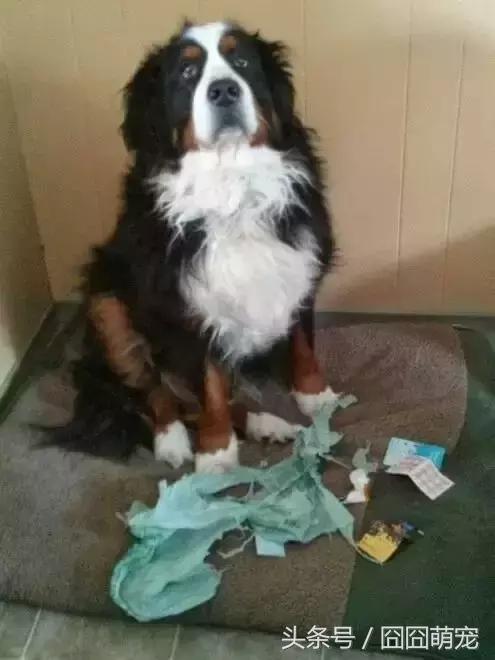 炖狗肉怎么做又香又好吃的视频,炖狗肉放什么料最好吃