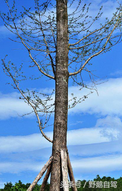 房车自驾阆中古城游玩攻略,野鹅自驾霞云岭