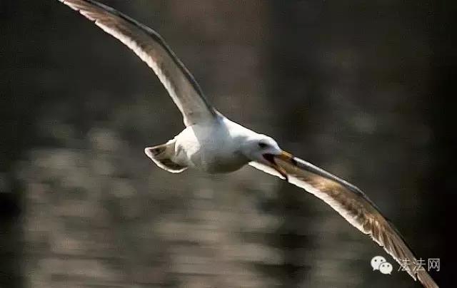 2017年司法考试大纲,2017年司法考试报名条件限制