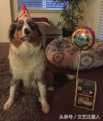 三只狗组成的麻将铁三角