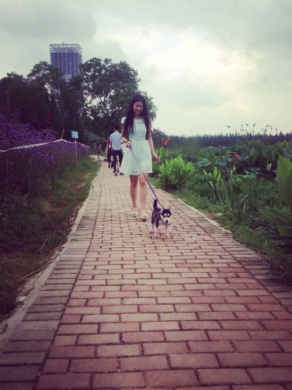 终于知道为什么不喜欢养狗了,为什么很喜欢狗狗又不敢养