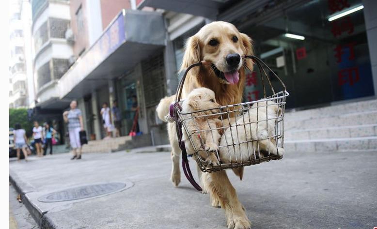 家有萌宠金毛犬视频,萌宠指南金毛犬的由来
