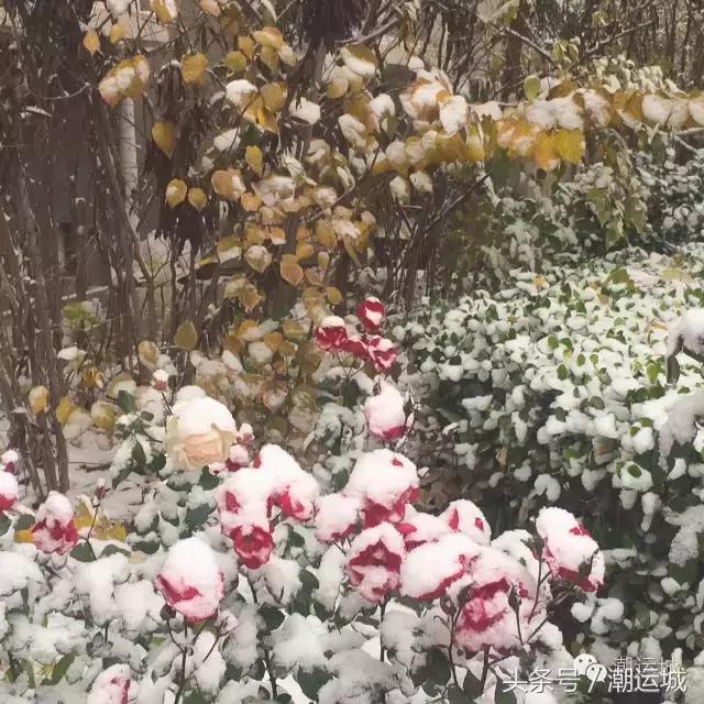 运城雪景有多美,山西省运城市第一场雪