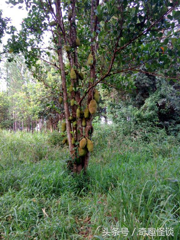 我在非洲工作的日子，给大家介绍下非洲的风土人情