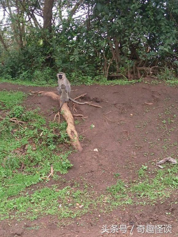 我在非洲工作的日子，给大家介绍下非洲的风土人情