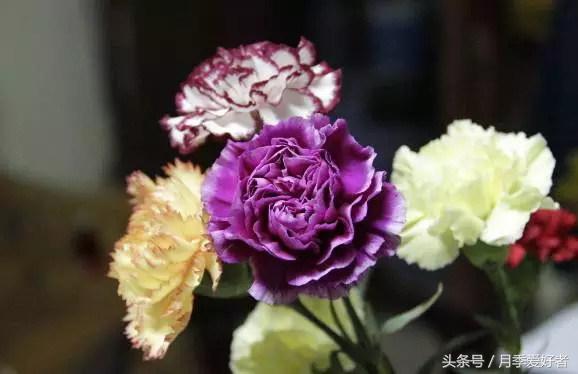 平常的日子送什么花比较好,夏秋季节送什么花合适呢