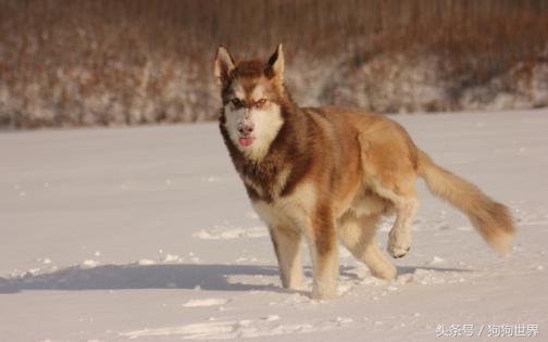 狗狗想呕吐却吐不出来什么原因,狗狗呕吐隔几天吐一次