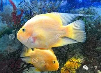 做好这四点还怕钓不好黑坑,做好这五点谁都不会欺负你