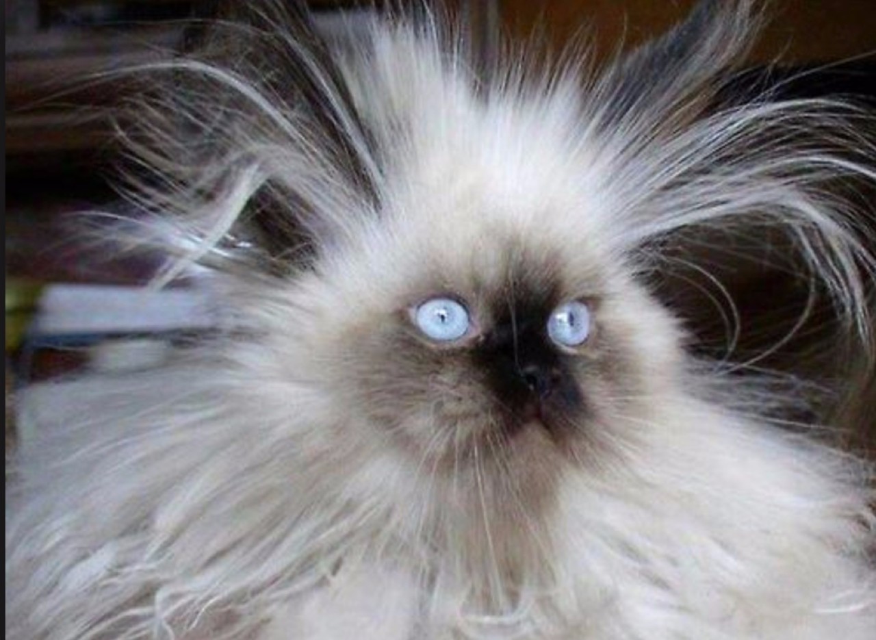 小孩头发干毛躁静电厉害怎么办,秋冬头发毛躁应该怎么护理