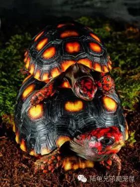 新手入门选什么跑鞋,新手入门选色