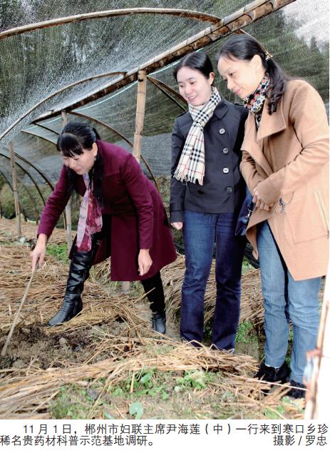 李福珍七叶一枝花,七叶一枝花李福珍