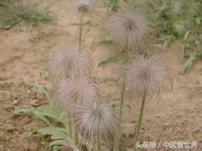 路边杂草清热解毒,田间杂草药用