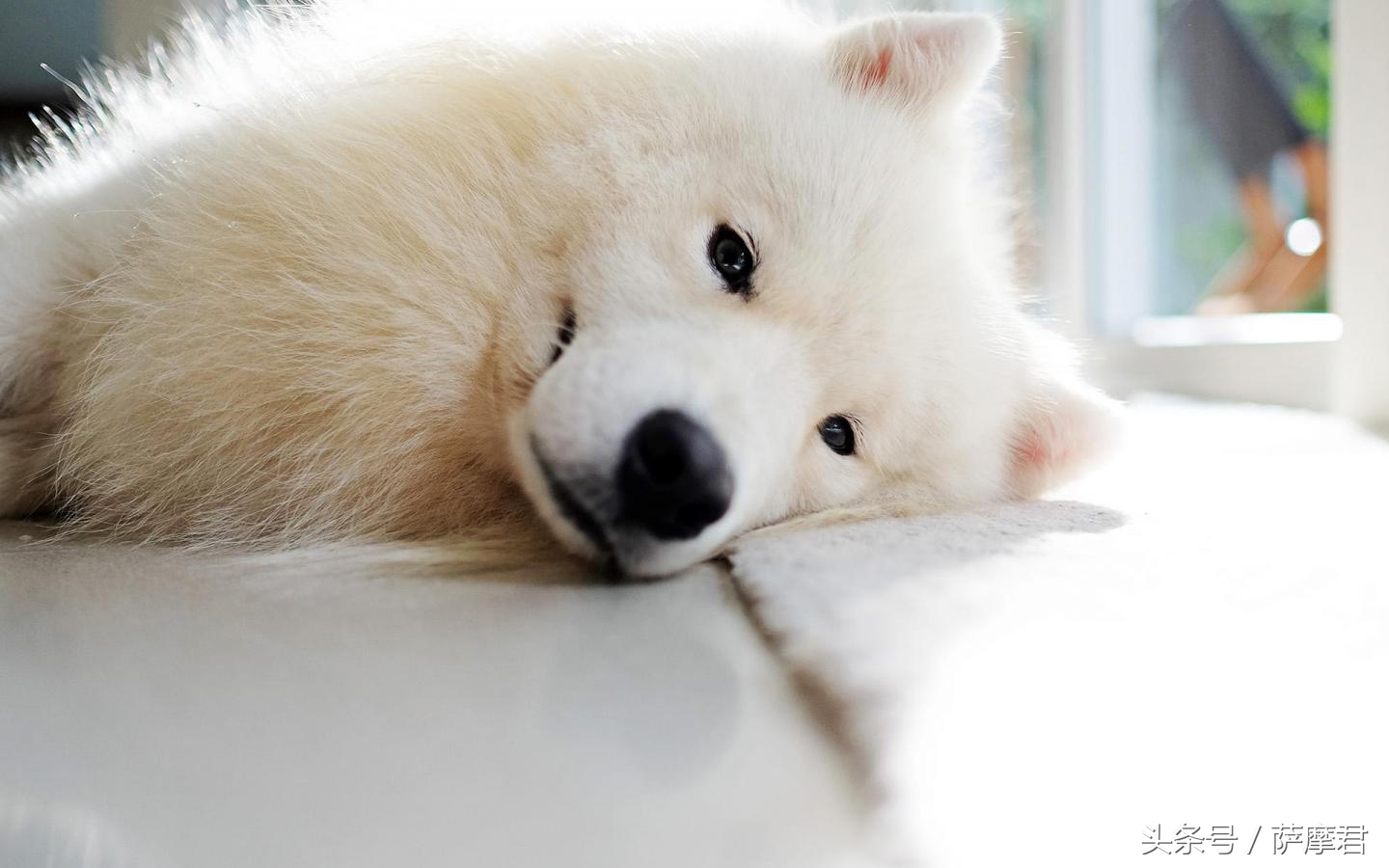 萨摩耶犬训练零食,萨摩耶护食狗训练