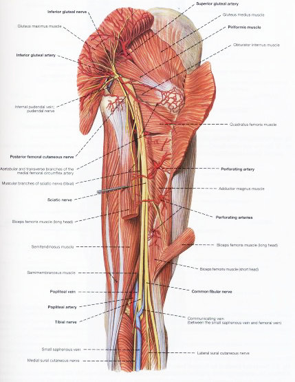 坐骨神经痛的手术治疗效果,臀肌挛缩手术损伤坐骨神经吗