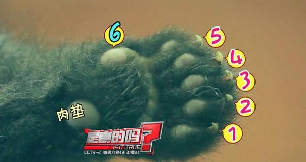 大熊猫前爪有多少个手指,大熊猫右手是否有六只手指