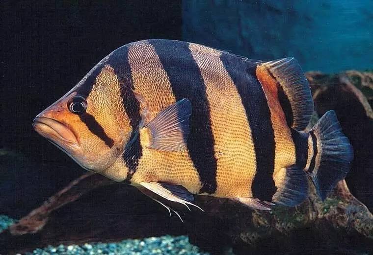 选鱼养鱼那些事儿，养鱼人一定要看！