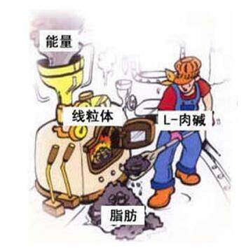 怎么让左旋肉碱发挥到淋漓尽致,左旋肉碱要怎么吃才能瘦