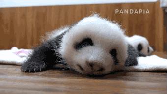 四川大熊猫栖息地在哪个位置,3分钟了解四川大熊猫栖息地