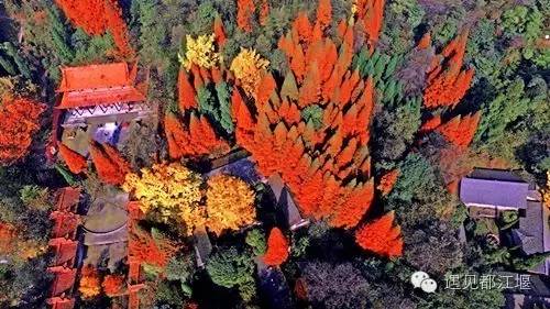 成都西部银杏第一村 (成都市周边哪里的银杏最多最美)