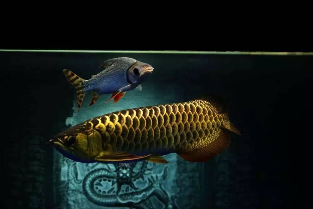 我爱龙鱼，为之疯狂