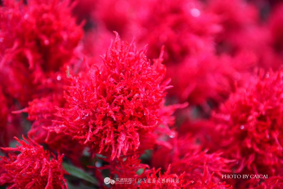 黄姚花海风景图,黄姚花海景区航拍