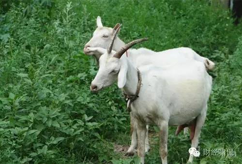 羊奶粉加米粉有营养吗,羊奶粉里有全脂牛奶粉