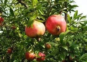 怀远石榴口感酸,怀远哪种石榴好吃