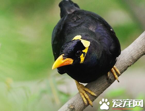 鹩哥几个月可以自己吃干粮,鹩哥是什么时候开始换毛