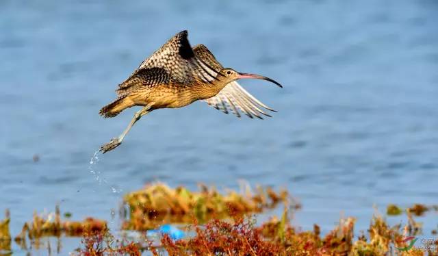 秦皇岛观鸟最有名的鸟,秦皇岛有哪些鸟