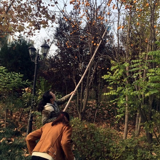 青威烟荣城际,青威烟荣城际高铁