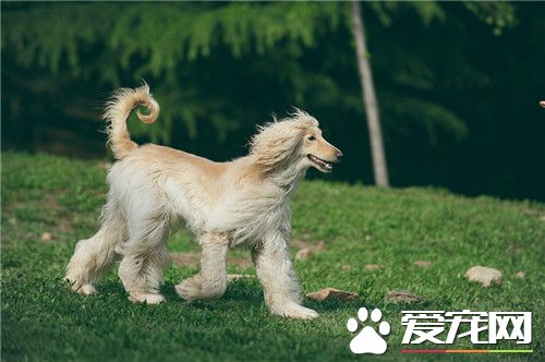 阿富汗猎犬属于阿富汗国宝么,阿富汗猎犬为什么像阿富汗人