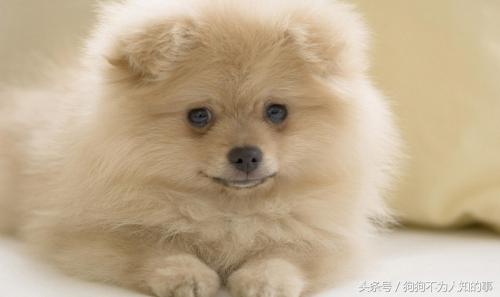 狗狗便便不成形是什么原因,三个月狗狗便便稀软不成形