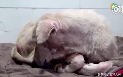 可怜狗狗被救活,可怜的狗狗死了