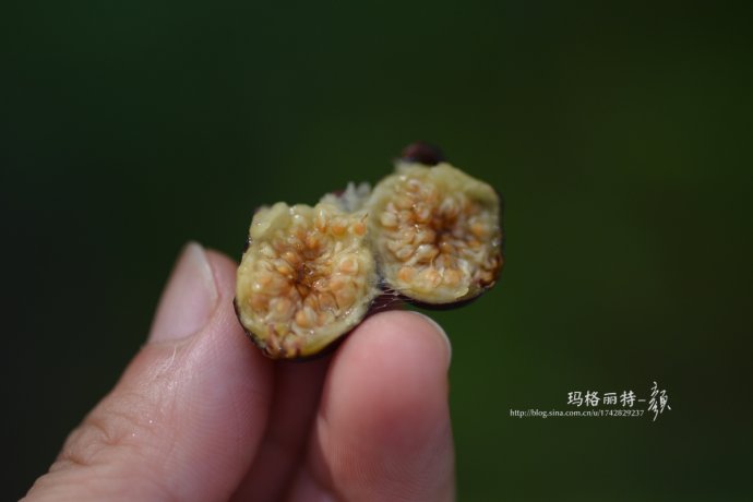 最漂亮的无花果树,高清无花果美图